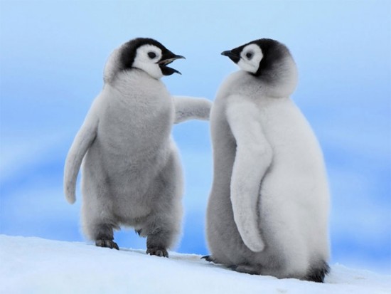 20-baby-animals-2520-25282-2529-419445-8338.jpg