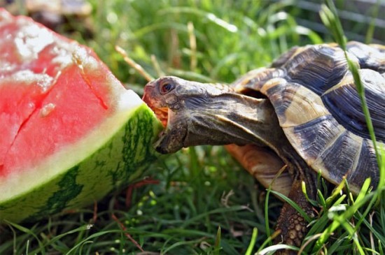 sweet-funny-animal-photos-2520-25284-2529-419445-9109.jpg