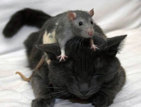 sweet-funny-animal-photos-419445-2819.jpg