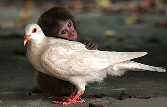 the-funniest-animal-photos-2520-252819-2529-419445-7575.jpg