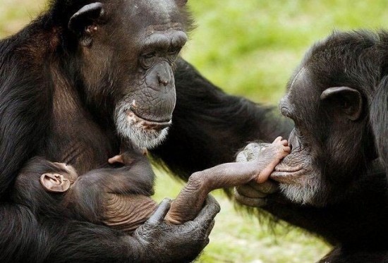 the-funniest-animal-photos-2520-252824-2529-419445-2711.jpg