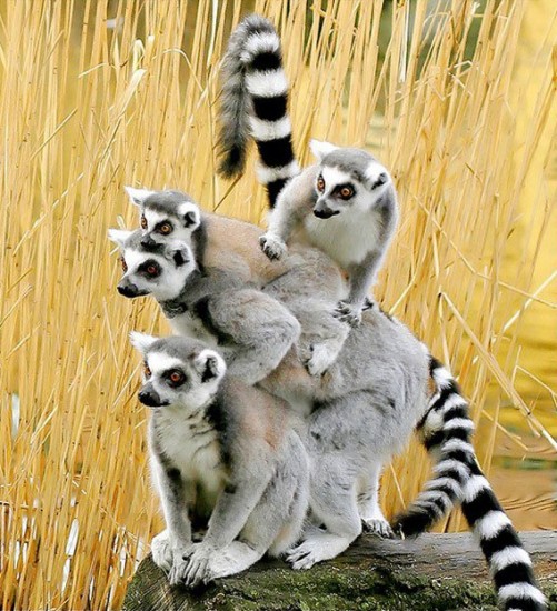the-funniest-animal-photos-2520-25285-2529-419445-7772.jpg