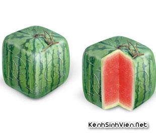 KSV.ME-duahau08.jpg