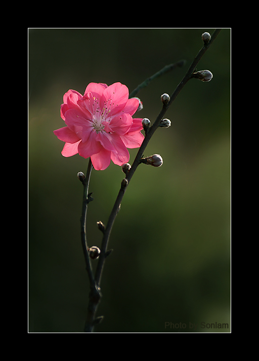 KSV.ME-img9763462.jpg