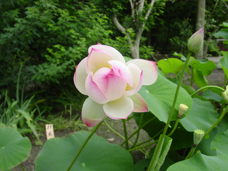 KSV.ME-whitelotus1.jpg