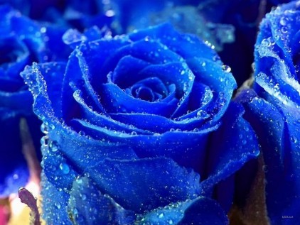 KenhSinhVien.Net-free-beautiful-blue-rose-wallpaper-wallpaper-422-88949.jpg
